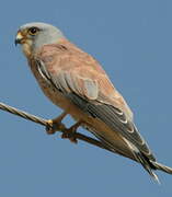 Lesser Kestrel