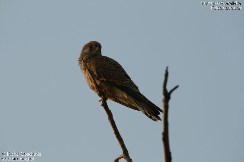 Lesser Kestrel female adult