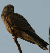 Lesser Kestrel