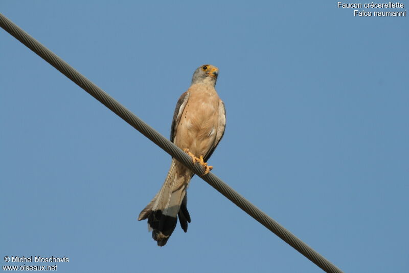 Lesser Kestrel male adult