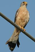 Lesser Kestrel