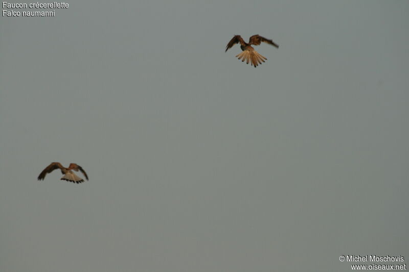 Lesser Kestrel adult