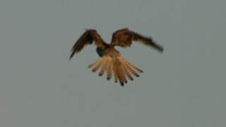 Lesser Kestrel