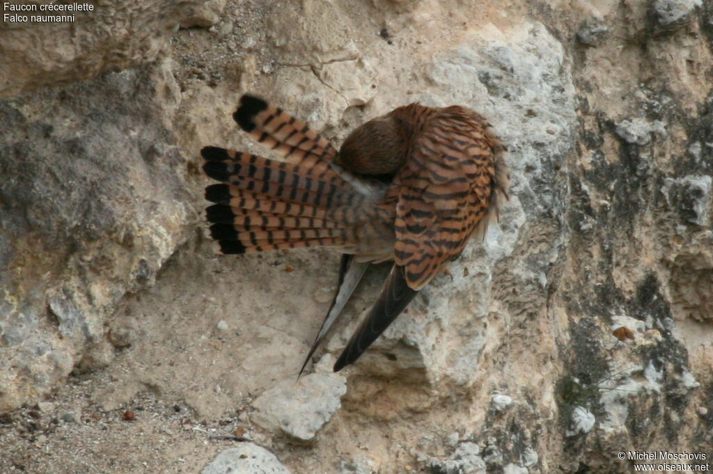 Lesser Kestrel female adult breeding, identification, Behaviour