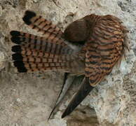 Lesser Kestrel