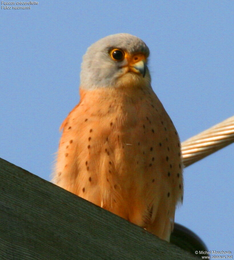 Lesser Kestrel male adult breeding, identification