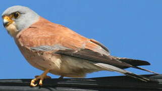 Lesser Kestrel