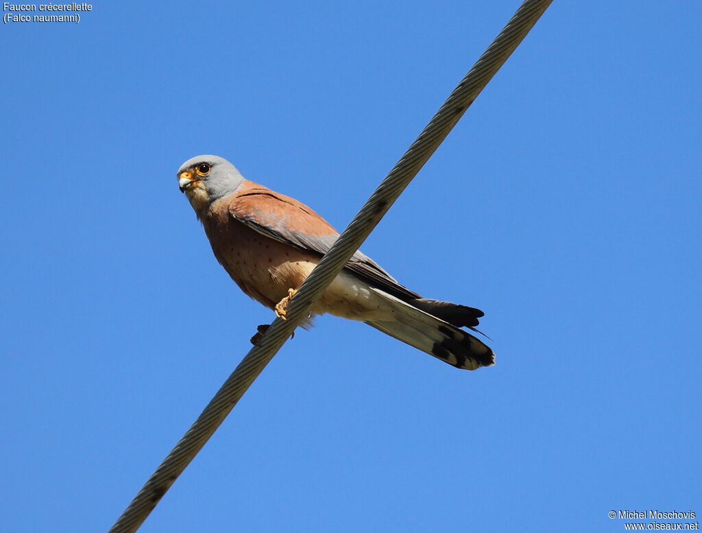 Lesser Kestrel male adult breeding, identification