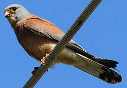 Lesser Kestrel