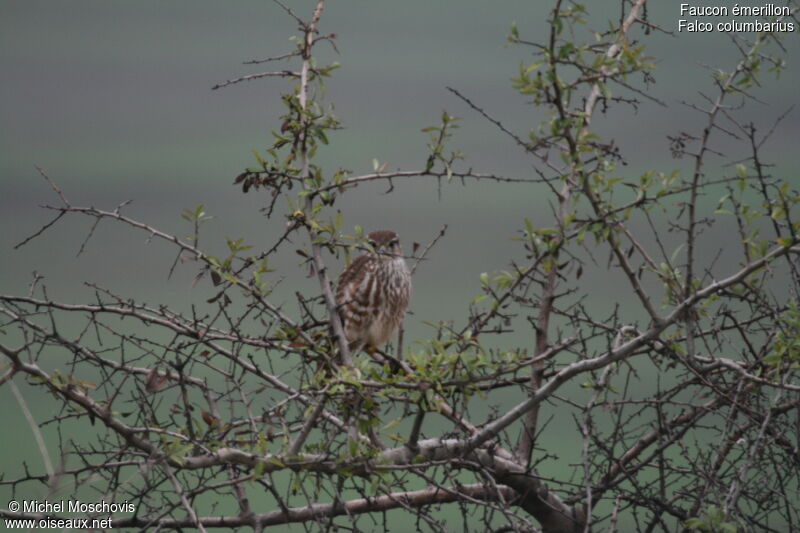 Merlin