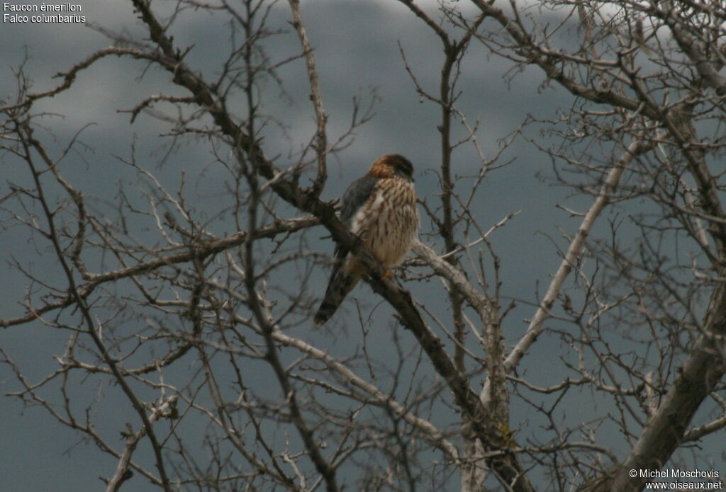 Faucon émerillon, identification