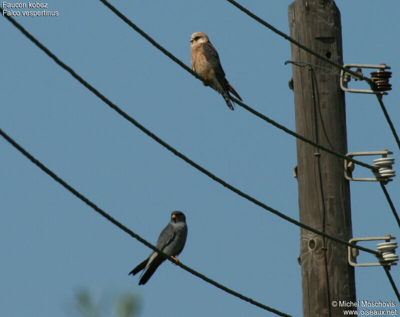 Red-footed Falcon adult breeding, identification