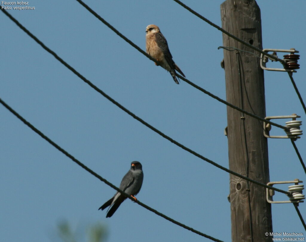 Red-footed Falcon adult breeding, identification