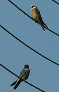 Red-footed Falcon