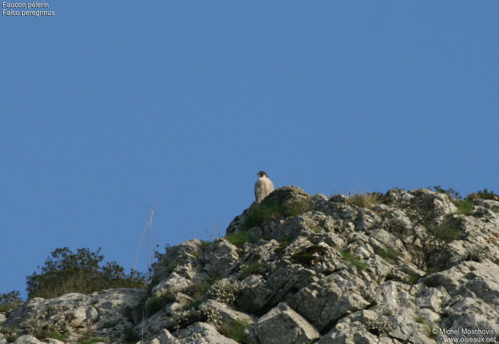 Faucon pèlerinadulte, identification