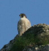 Peregrine Falcon