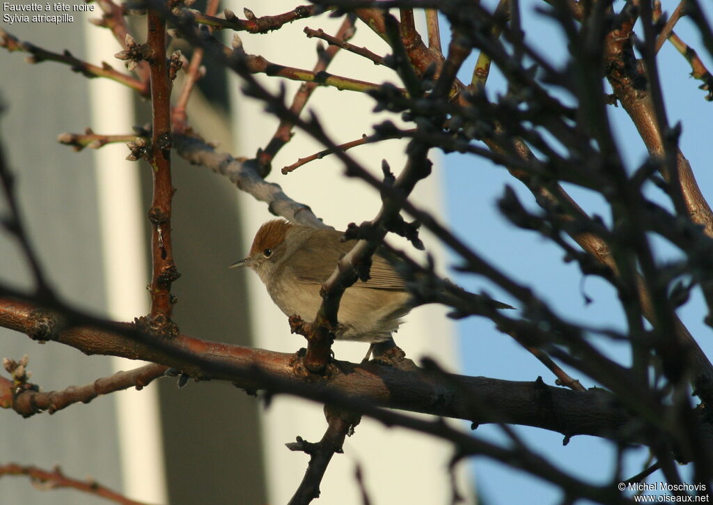 Eurasian Blackcap female adult