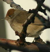 Eurasian Blackcap