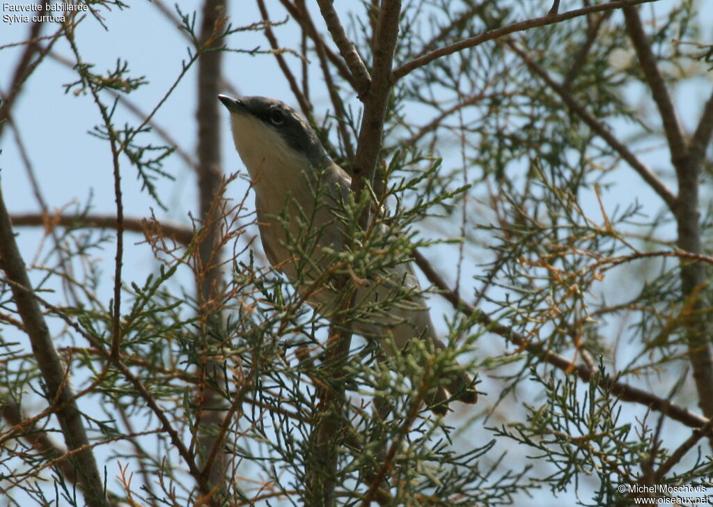 Lesser Whitethroat, identification