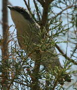 Lesser Whitethroat