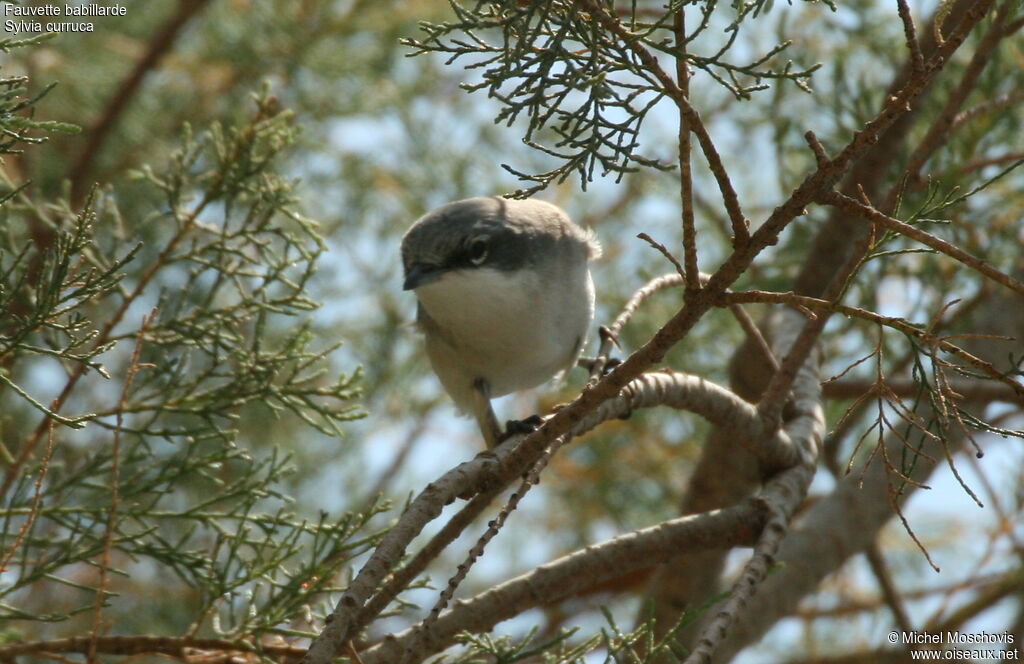 Fauvette babillarde, identification