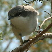 Lesser Whitethroat