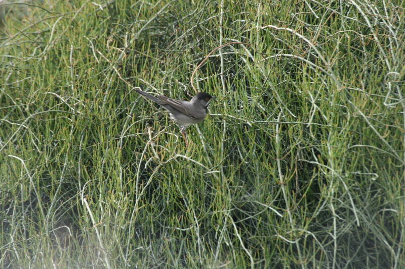 Rüppell's Warbler