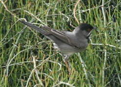 Rüppell's Warbler