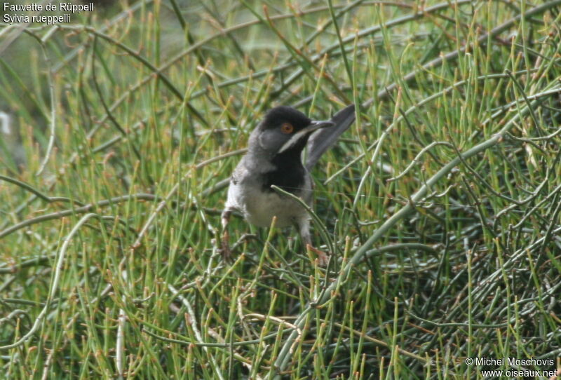 Fauvette de Rüppell