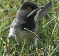 Rüppell's Warbler