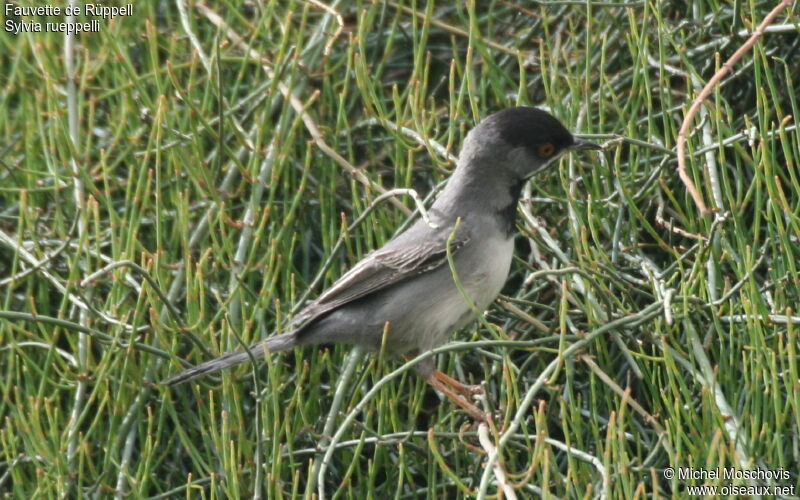 Rüppell's Warbler