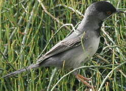 Rüppell's Warbler