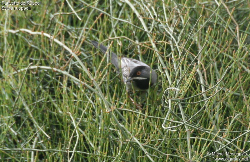 Rüppell's Warbler