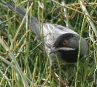 Rüppell's Warbler