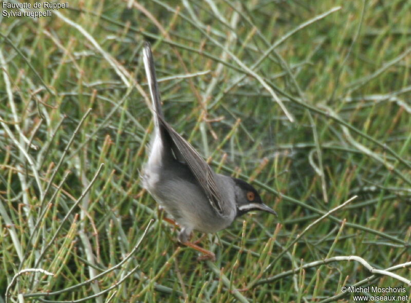 Fauvette de Rüppell