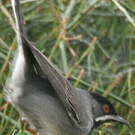 Fauvette de Rüppell