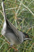 Rüppell's Warbler