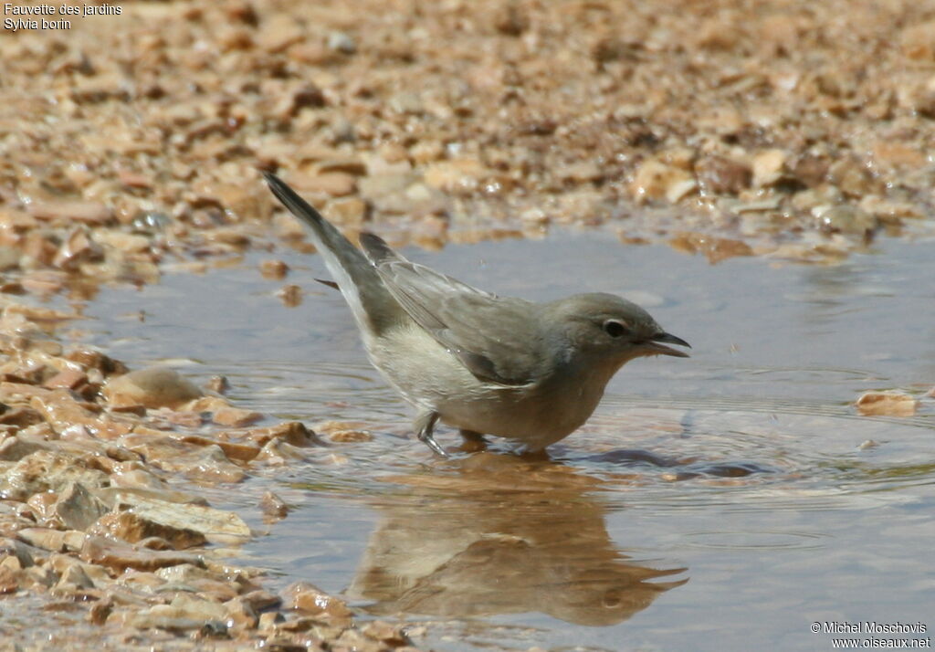 Garden Warbler, identification, Behaviour