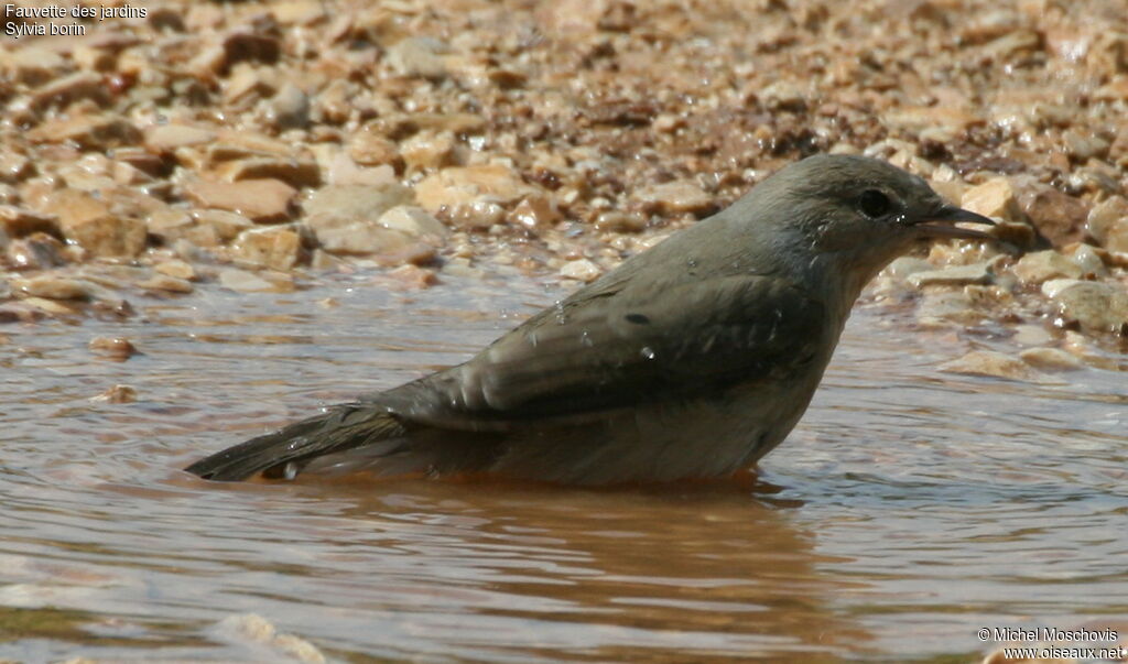 Garden Warbler, identification, Behaviour