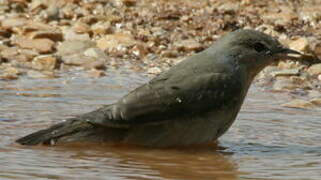 Garden Warbler