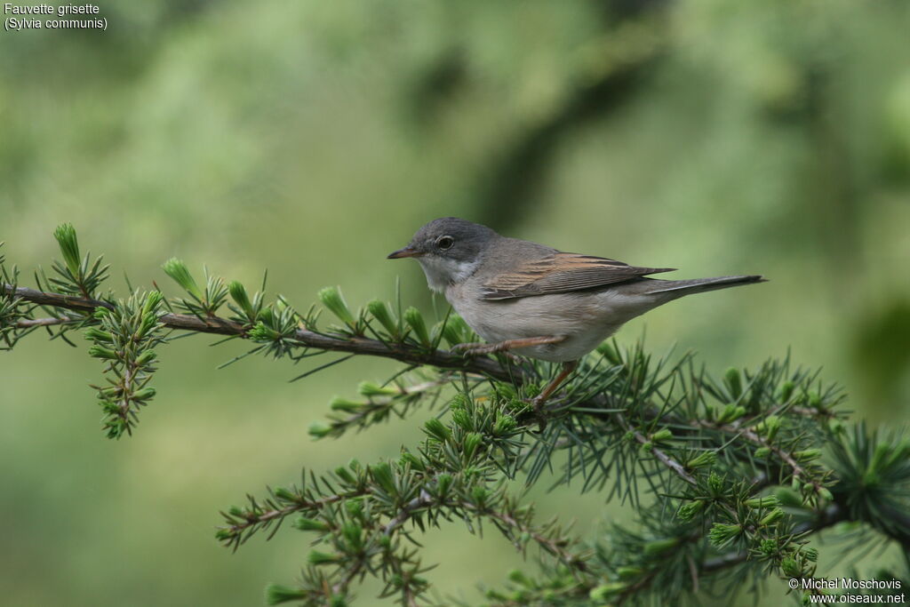 Common Whitethroat