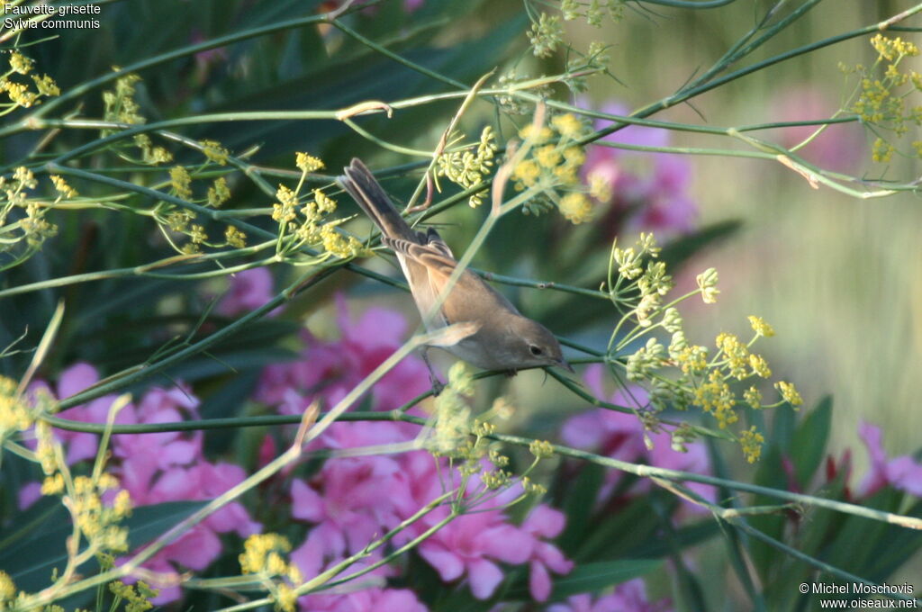 Fauvette grisette, identification