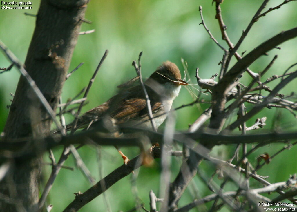 Common Whitethroatadult breeding, identification