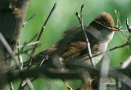 Common Whitethroat