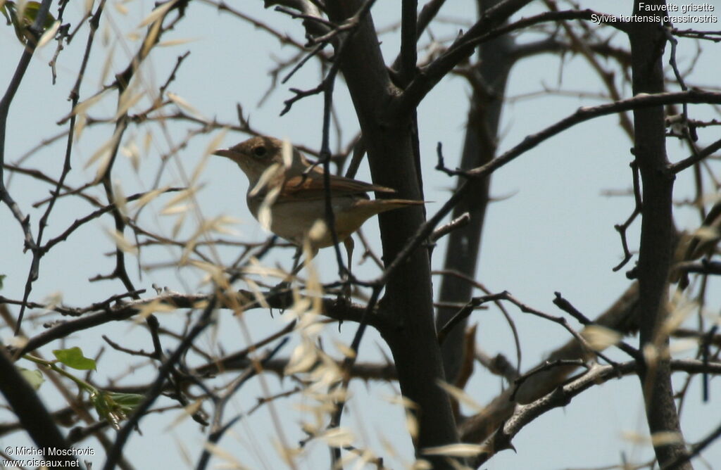 Common Whitethroat