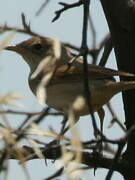 Common Whitethroat