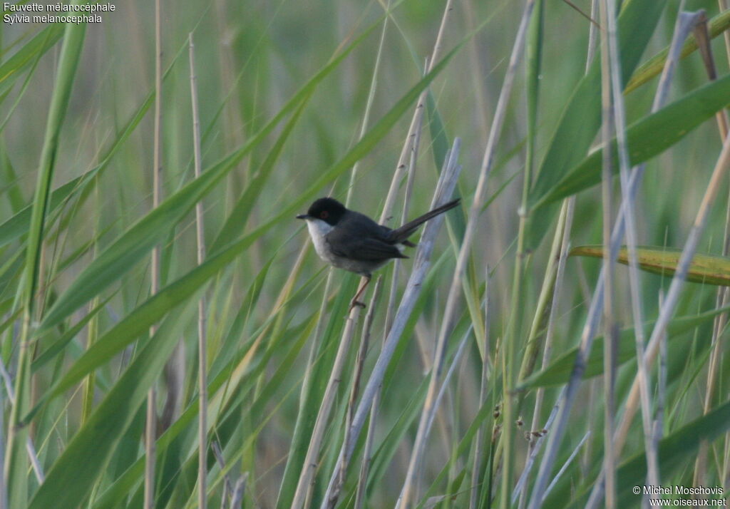 Sardinian Warbler male