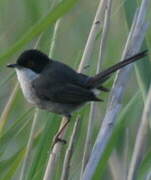 Sardinian Warbler