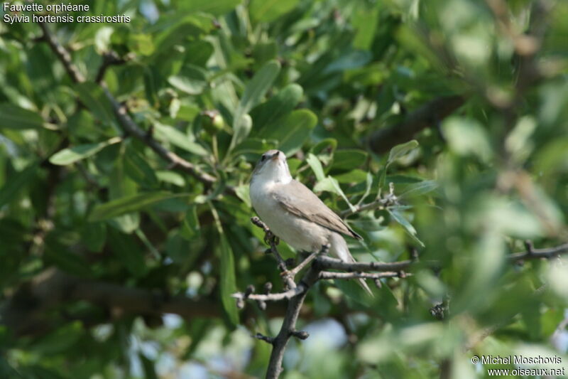 Fauvette orphéane