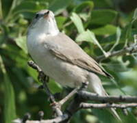 Eastern Orphean Warbler